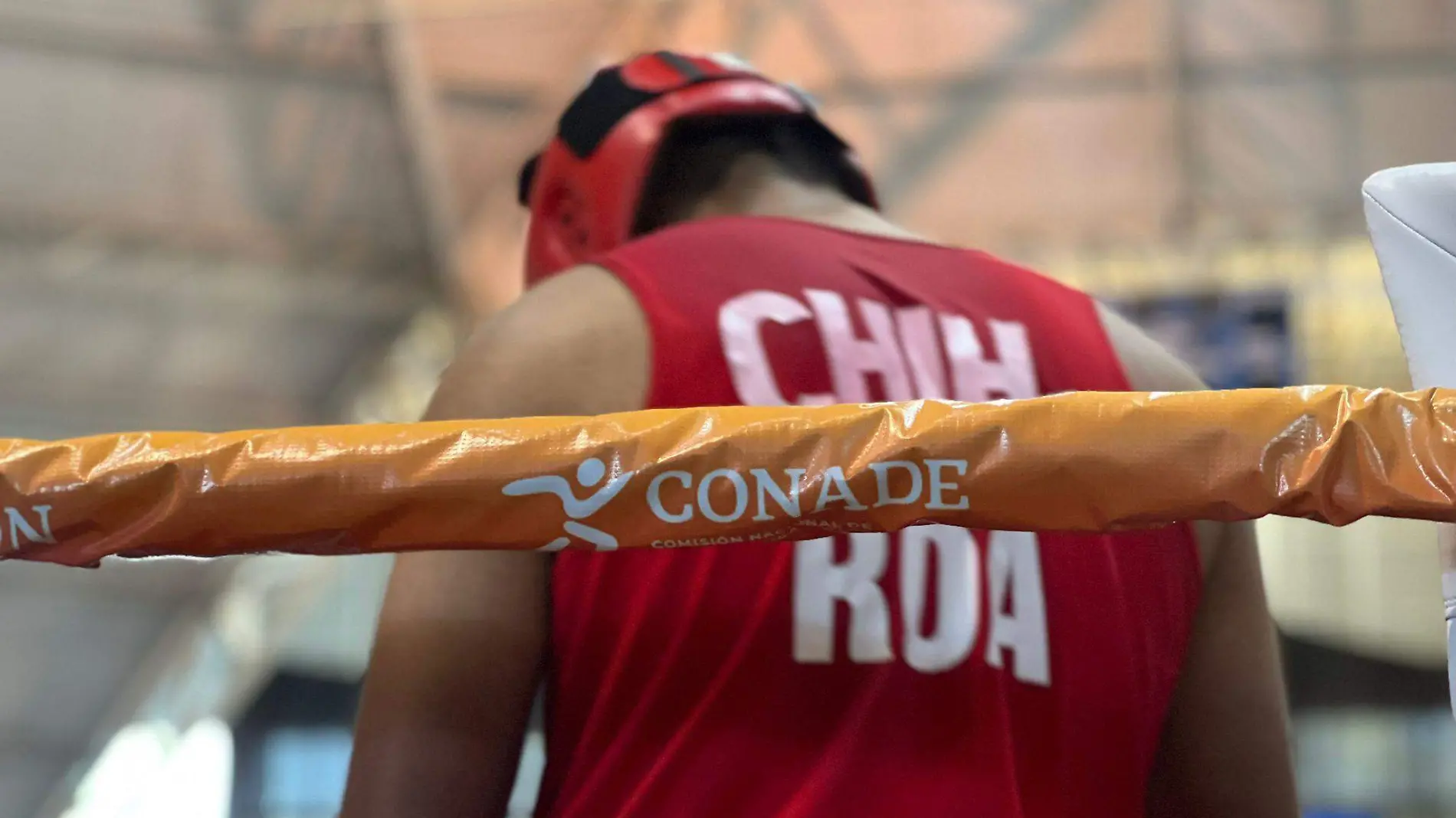 Chihuahua boxeo conade